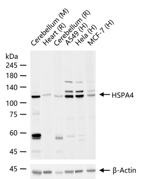 HSPA4 Rabbit Polyclonal Antibody