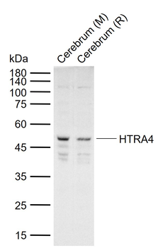 HTRA4 Rabbit Polyclonal Antibody