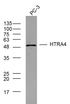 HTRA4 Rabbit Polyclonal Antibody