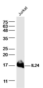 IL24 Rabbit Polyclonal Antibody
