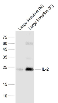 IL-2 Rabbit Polyclonal Antibody