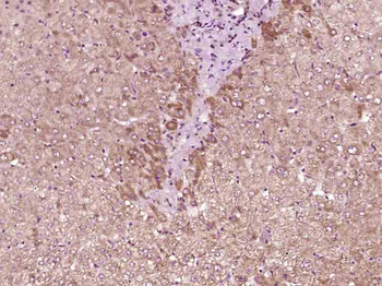 IL-9 Rabbit Polyclonal Antibody