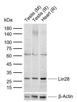 Lin28 Rabbit Polyclonal Antibody