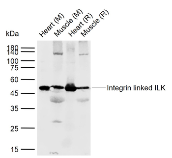 Integrin linked ILK Rabbit Polyclonal Antibody