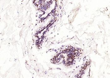 IRF2 Rabbit Polyclonal Antibody