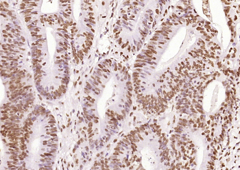 IRF2 Rabbit Polyclonal Antibody