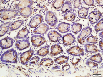 IRF2 Rabbit Polyclonal Antibody