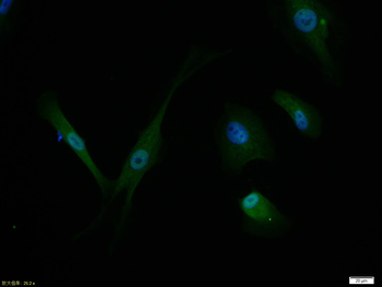 Phospho-IRS1 (Ser616) Rabbit Polyclonal Antibody