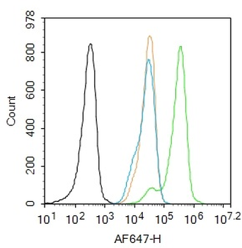 Phospho-IRS1 (Ser616) Rabbit Polyclonal Antibody