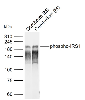 Phospho-IRS1 (Ser616) Rabbit Polyclonal Antibody