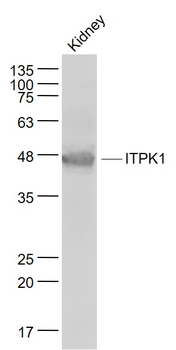 ITPK1 Rabbit Polyclonal Antibody