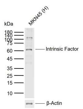 Intrinsic Factor Rabbit Polyclonal Antibody