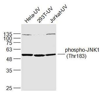 Phospho-JNK1 (Thr183) Rabbit Polyclonal Antibody