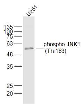 Phospho-JNK1 (Thr183) Rabbit Polyclonal Antibody