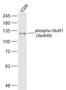 Phospho-GluR1 (Ser849) Rabbit Polyclonal Antibody
