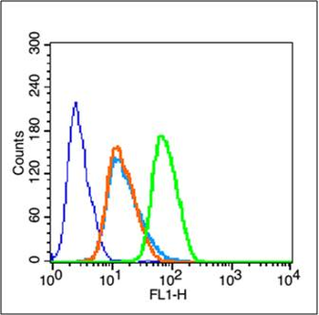 KMT5A Rabbit Polyclonal Antibody