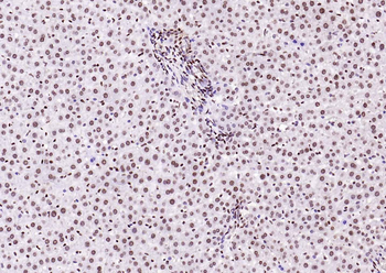 Histone H3 (Tri Methyl K4) Rabbit Polyclonal Antibody