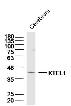 KTEL1 Rabbit Polyclonal Antibody
