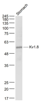 Kv1.8 Rabbit Polyclonal Antibody