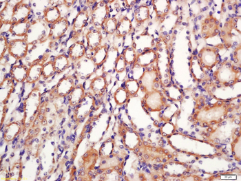 Kv1.8 Rabbit Polyclonal Antibody