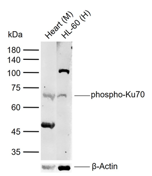 Phospho-Ku70 / XRCC6 (Ser5) Rabbit Polyclonal Antibody