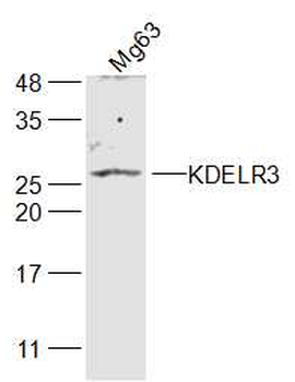 KDELR3 Rabbit Polyclonal Antibody