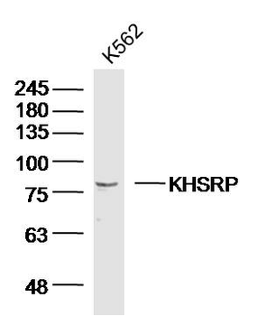 KHSRP Rabbit Polyclonal Antibody