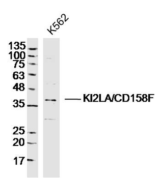 KI2LA/CD158F Rabbit Polyclonal Antibody