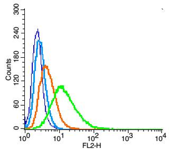 Kir2.1 Rabbit Polyclonal Antibody