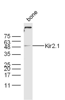 Kir2.1 Rabbit Polyclonal Antibody
