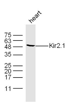 Kir2.1 Rabbit Polyclonal Antibody