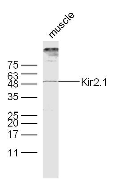Kir2.1 Rabbit Polyclonal Antibody