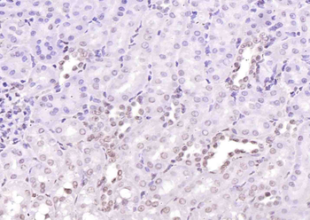 Phospho-TRIM28 (Ser473) Rabbit Polyclonal Antibody