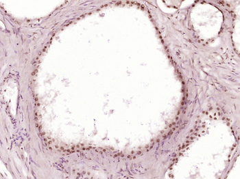 Phospho-TRIM28 (Ser473) Rabbit Polyclonal Antibody