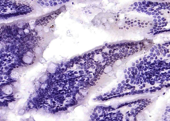 Phospho-TRIM28 (Ser473) Rabbit Polyclonal Antibody