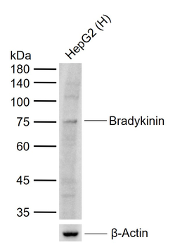 Lysyl-bradykinin Rabbit Polyclonal Antibody