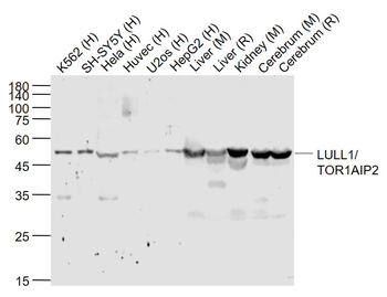 LULL1/TOR1AIP2 Rabbit Polyclonal Antibody