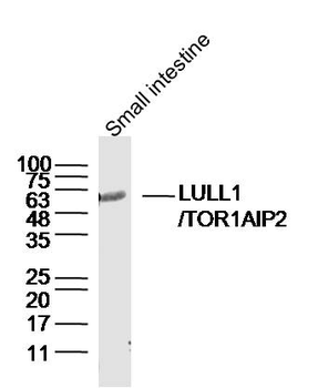 LULL1/TOR1AIP2 Rabbit Polyclonal Antibody
