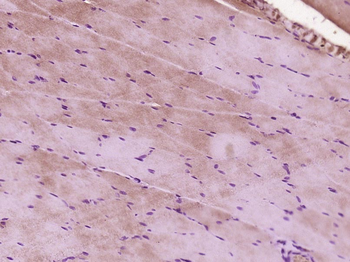 LEAP2 Rabbit Polyclonal Antibody