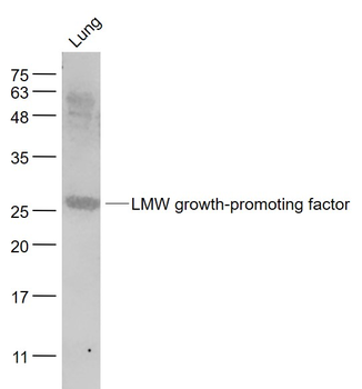 LMW growth-promoting factor Rabbit Polyclonal Antibody