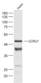 LOXL1 Rabbit Polyclonal Antibody