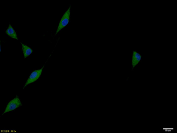 MIF Rabbit Polyclonal Antibody