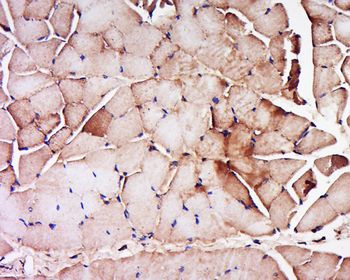 Myosin-3 Rabbit Polyclonal Antibody