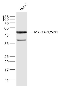 MAPKAP1/SIN1 Rabbit Polyclonal Antibody