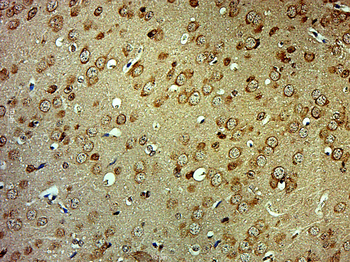 MON1B/HSRG1 Rabbit Polyclonal Antibody