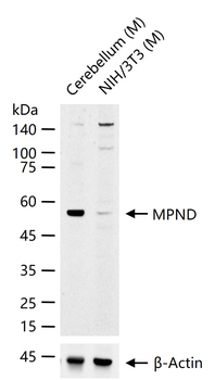 MPND Rabbit Polyclonal Antibody