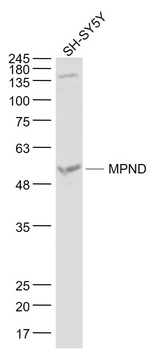 MPND Rabbit Polyclonal Antibody