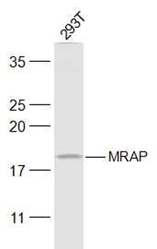 MRAP Rabbit Polyclonal Antibody