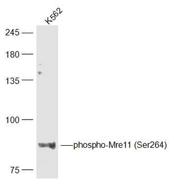 Phospho-Mre11 (Ser264) Rabbit Polyclonal Antibody