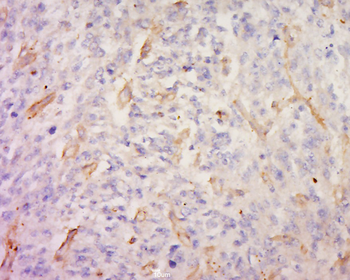 MRGX3 Rabbit Polyclonal Antibody